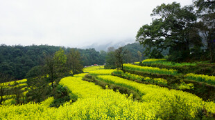 山间油菜梯田美景