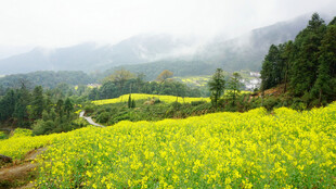 山间油菜花海美景