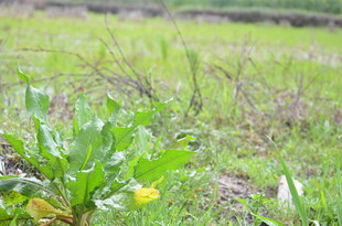田野中的嫩绿植物与黄花