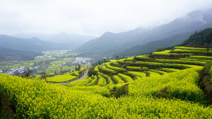 山间梯田油菜花美景