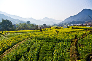 山间田园风光 绿意盎然