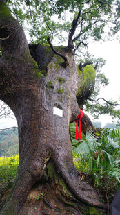 奇特造型古树 红衣点缀