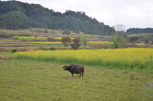 田野间的水牛与金黄花田
