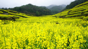 金黄油菜花海 山间美景