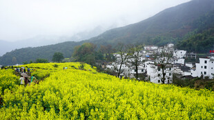 春日油菜花海中的村落