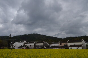 田园村落 乌云下的金黄稻田