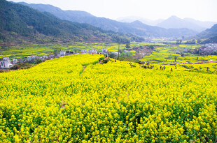 金黄油菜田 山间美丽风光