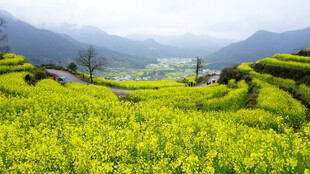 春日油菜花海田园风光