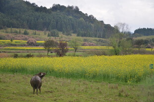 田野中漫步的灰鹅