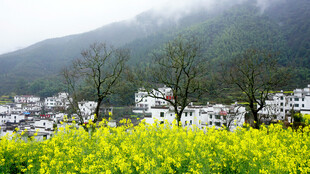 山间油菜花海中的村庄