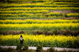 漫步于金黄灿烂的油菜花海