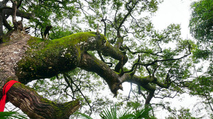 古树枝干 绿意与红绸相映