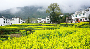 春日乡村油菜花海美景