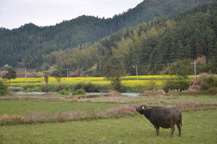 田园水牛 春日山村美景