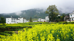 春日油菜田旁的美丽村落