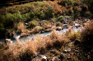 山间溪流旁的秋日植被景观