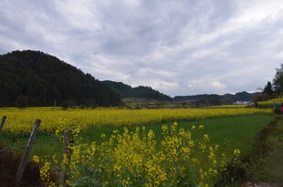 田园油菜花海风景图
