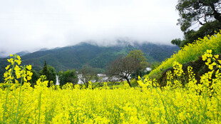 春日油菜花海田园风光
