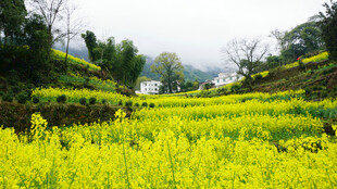 春日金黄油菜田园风光