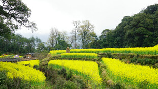 春日梯田油菜花美景