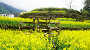 田园油菜间的古朴木架