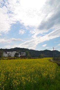金黄油菜田与远处村落