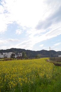 春日田野油菜花乡村美景