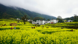 春日油菜田中的美丽村落