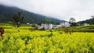 春日油菜花海田园风光