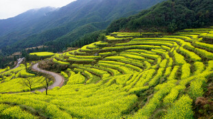 春日梯田油菜花美景