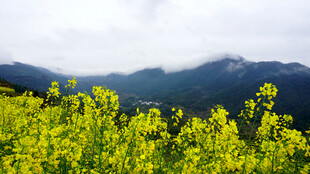 山间灿烂的黄色油菜花田