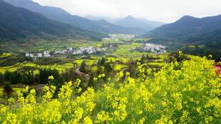 山间油菜花海中的村落