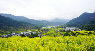 春日山间油菜花田美景