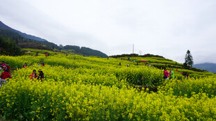 春日金黄花海中的游人
