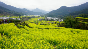 春日山间油菜花海美景