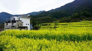 春日田园风光 金黄油菜花田
