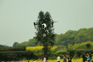 田野中高耸的奇特树木