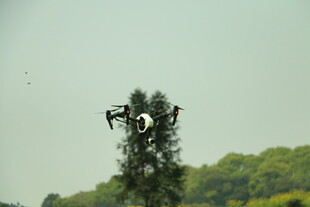 树上栖息的黑白鸟儿