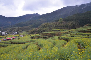 山间油菜梯田田园美景