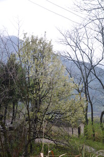 山间春日景致 繁花绿树