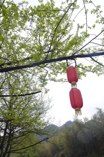 春日枝头挂红灯笼