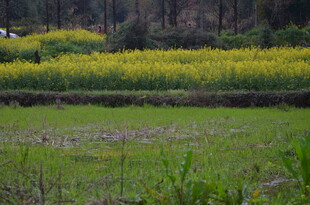 春日油菜花田田园风光