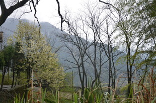 山林景致 树木与远山