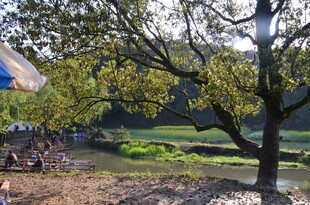 乡村河畔树景 静谧风光