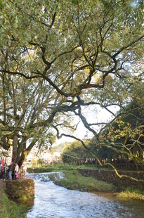 河畔大树下的休闲时光