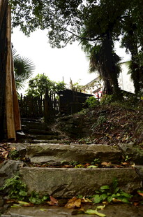 林间石阶 尽显自然静谧