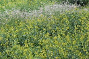 春日田野中的黄绿植物