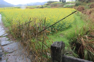 乡间泥泞小路旁的田园风光