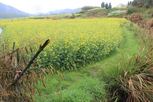 金黄油菜花田中的乡间小径