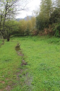 春日草地中的蜿蜒小径